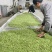 赣南高山茶上犹绿茶五指峰高山云雾绿茶