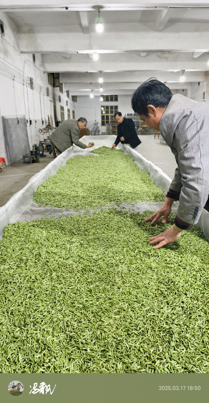 赣南高山茶上犹绿茶五指峰高山云雾绿茶