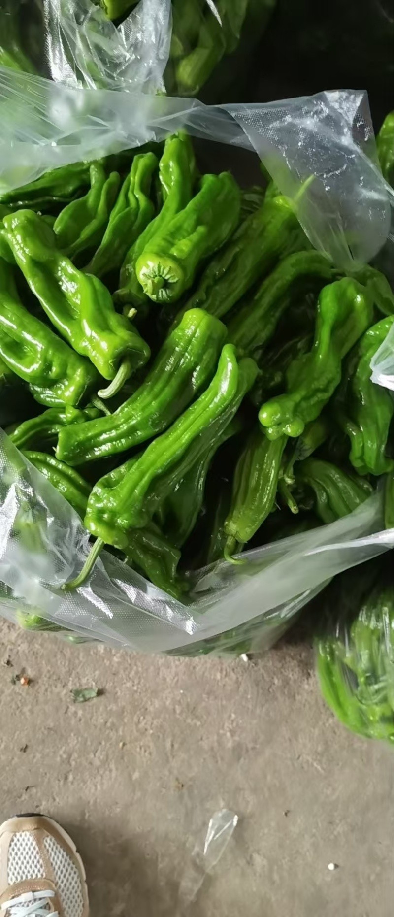 精品芜湖青椒，产地直发，一手货源