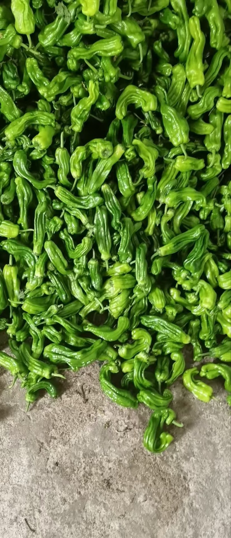 精品芜湖青椒，产地直发，一手货源