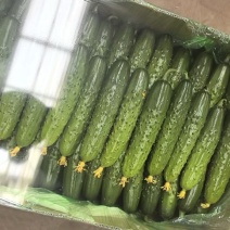 旱黄瓜大量上市