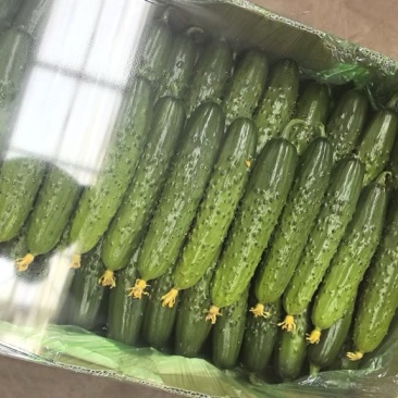 旱黄瓜大量上市