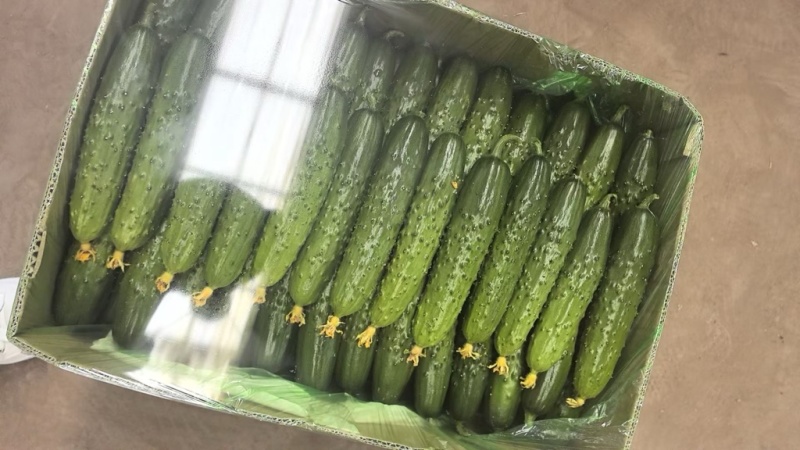 旱黄瓜大量上市