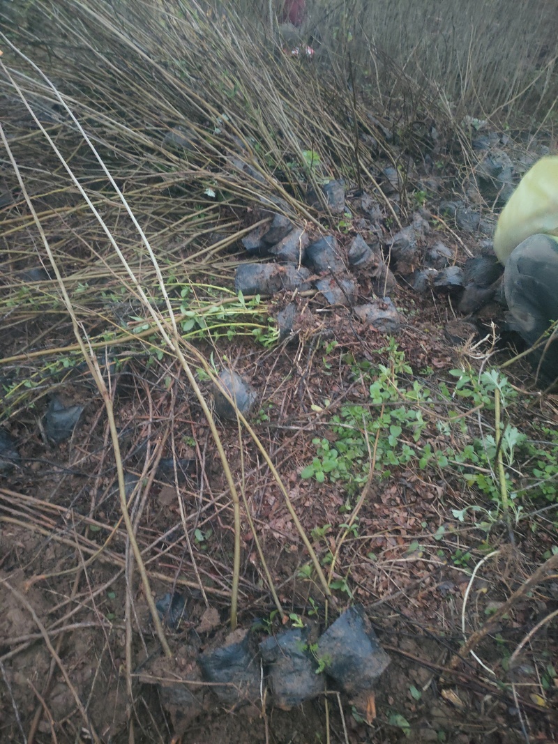 供应紫穗槐营养杯苗