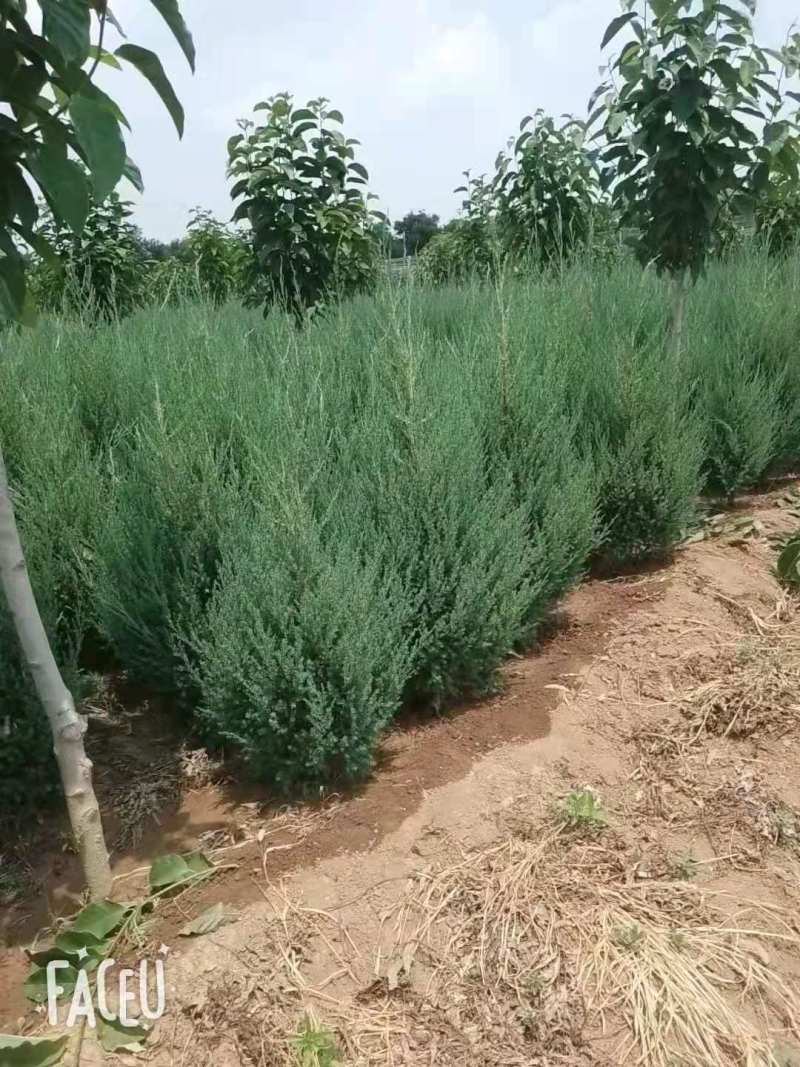 供应陕西刺柏树，西安刺柏球基地批发圆柏桧柏树