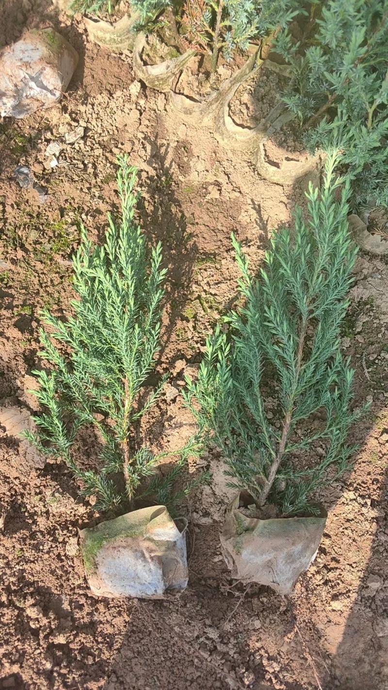 供应陕西刺柏树，西安刺柏球基地批发圆柏桧柏树