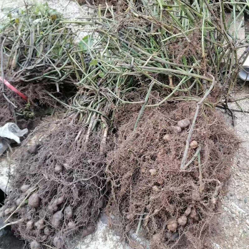 三叶青正品两年带果老苗8毛1000棵起