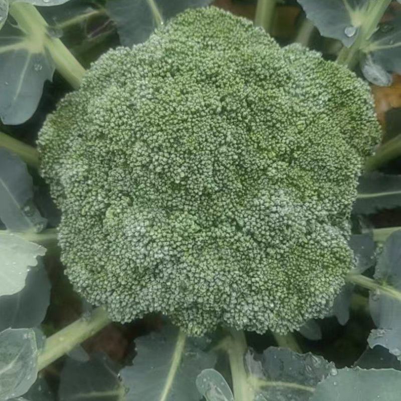 西兰花