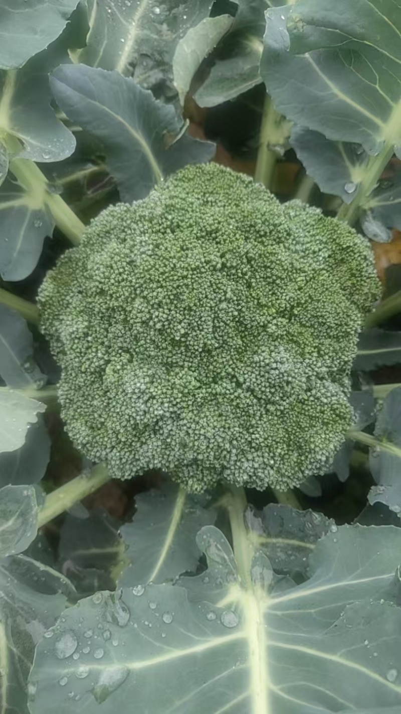 西兰花