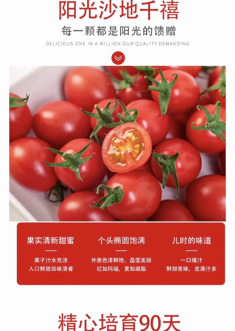 精品千禧圣女果货源充足量大从优质量保证欢迎咨询