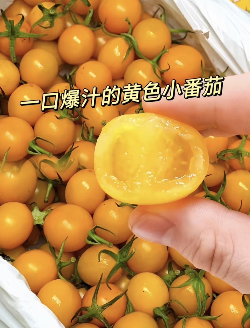 脆甜可口千禧圣女果质量保证量大从优欢迎咨询