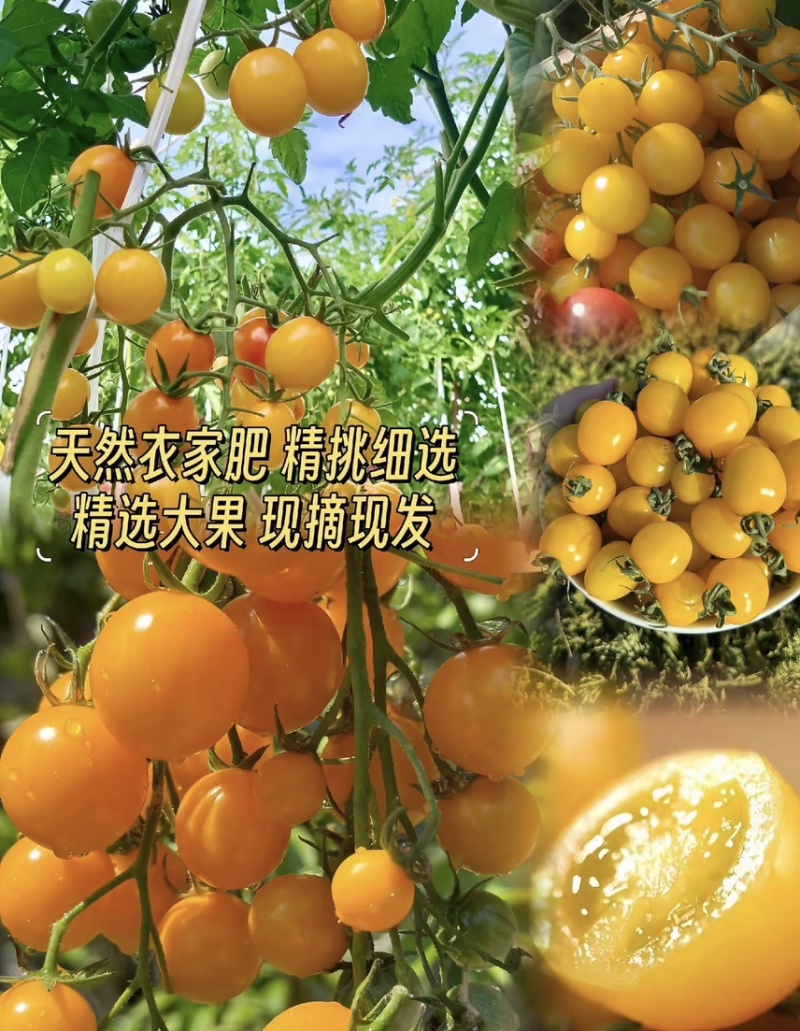 脆甜可口千禧圣女果质量保证量大从优欢迎咨询