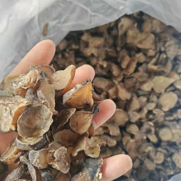 陕西汉中产地优质川乌乌药附片常年大量供应。