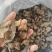 陕西汉中产地优质川乌乌药附片常年大量供应。