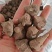 陕西汉中产地优质川乌乌药附片常年大量供应。