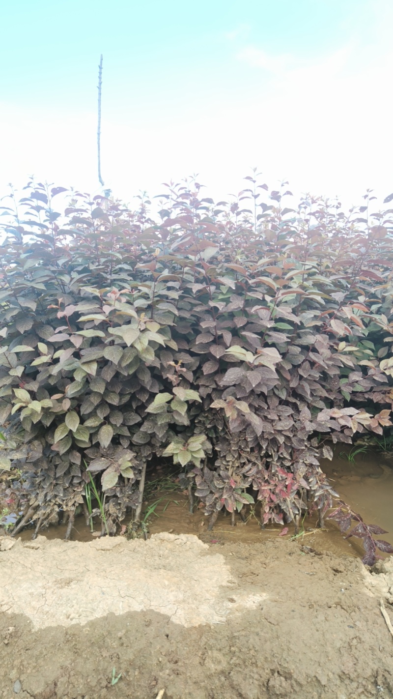 供应绿化苗木红叶李西安苗木基地直销陕西紫叶李