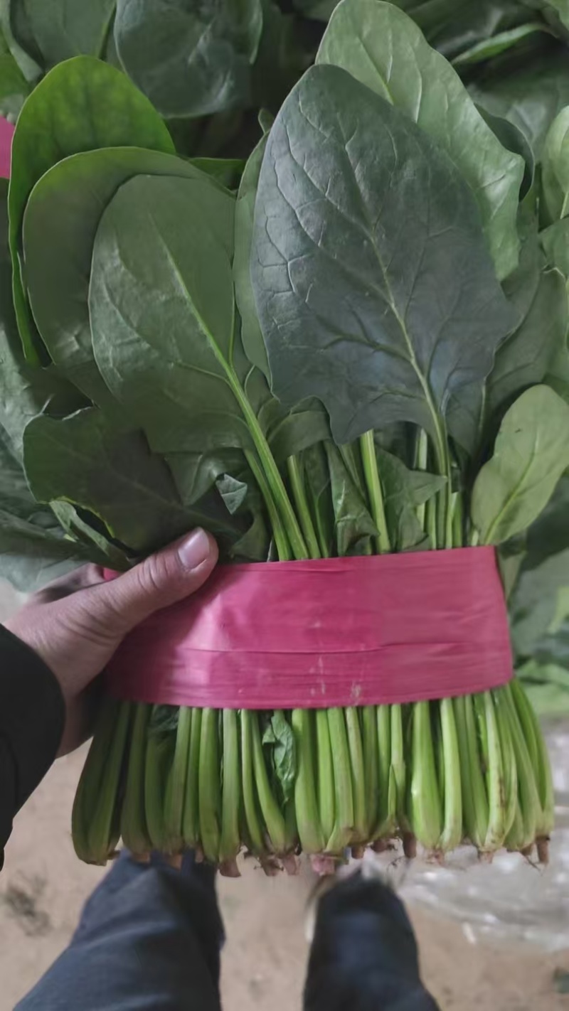 陆地菠菜