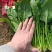 陆地菠菜
