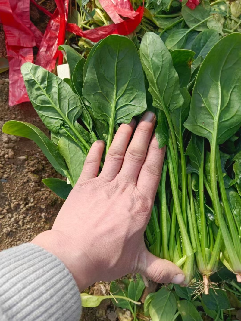 陆地菠菜