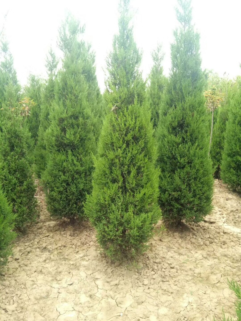 大量供应塔柏陕西绿化苗木基地
