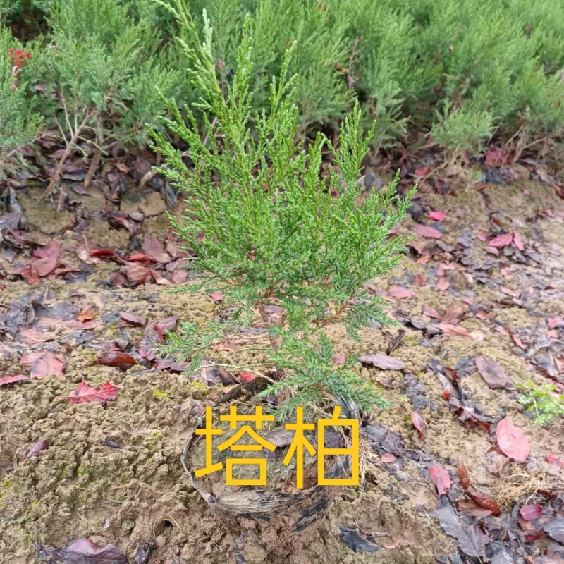 大量供应塔柏陕西绿化苗木基地