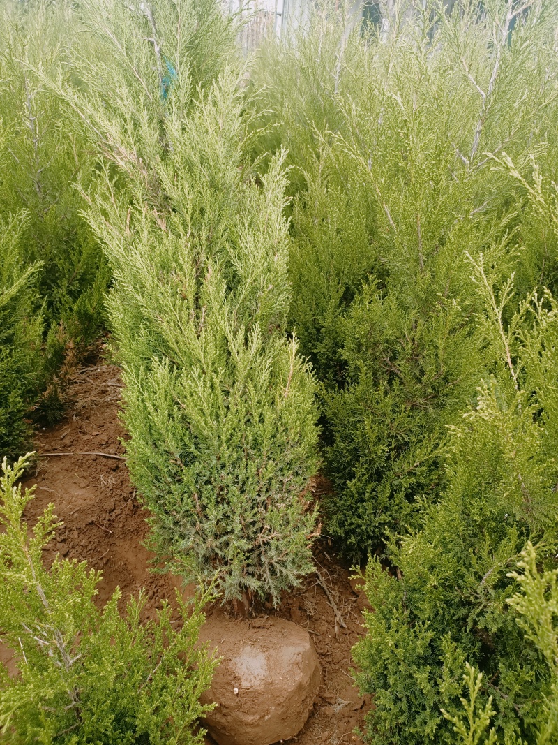 大量供应塔柏陕西绿化苗木基地