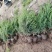 大量供应塔柏陕西绿化苗木基地