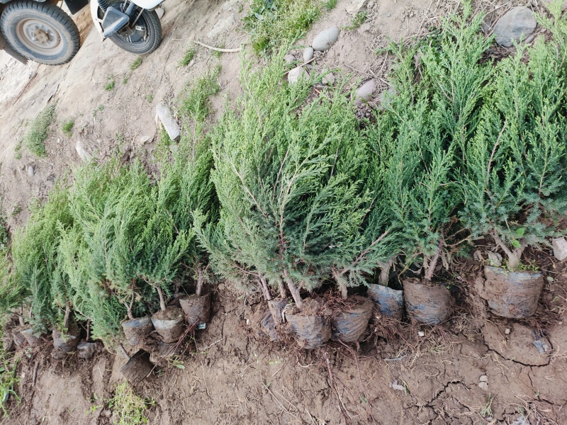 大量供应塔柏陕西绿化苗木基地