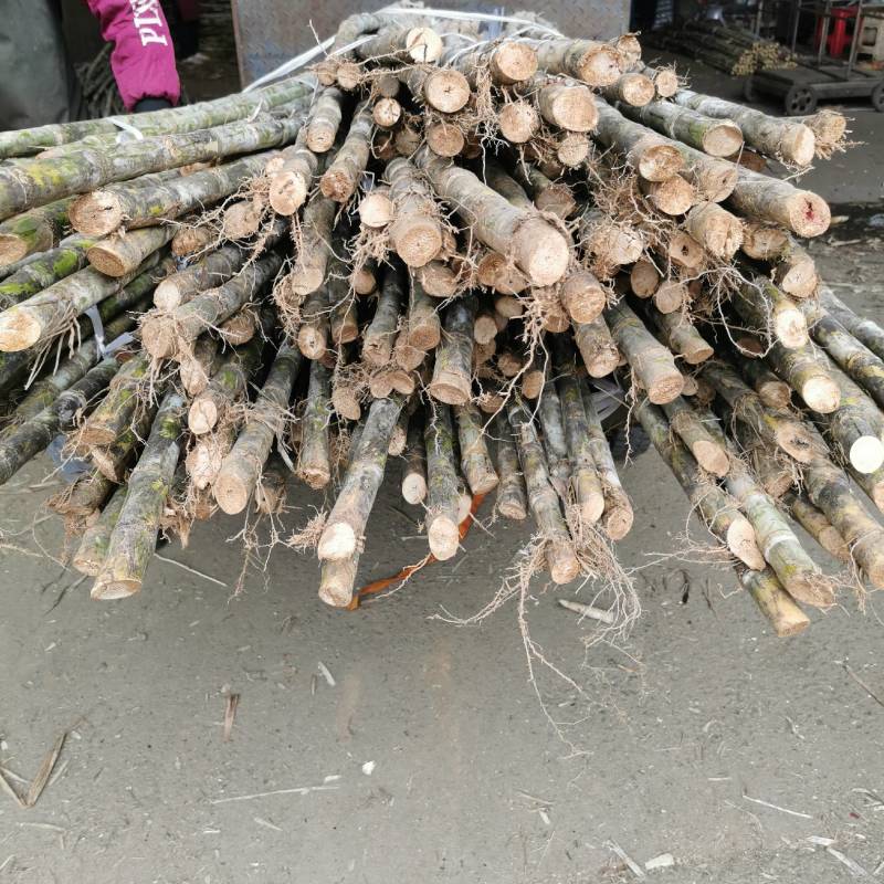 榨汁超甜专用竹蔗