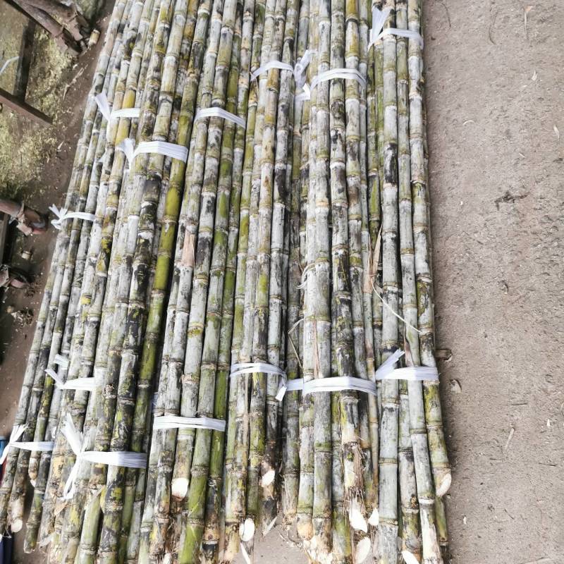榨汁超甜专用竹蔗