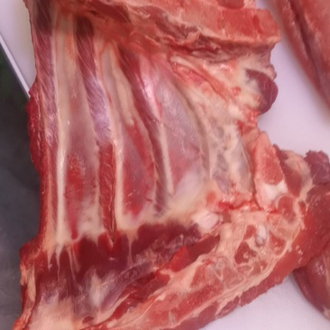 多肉前排