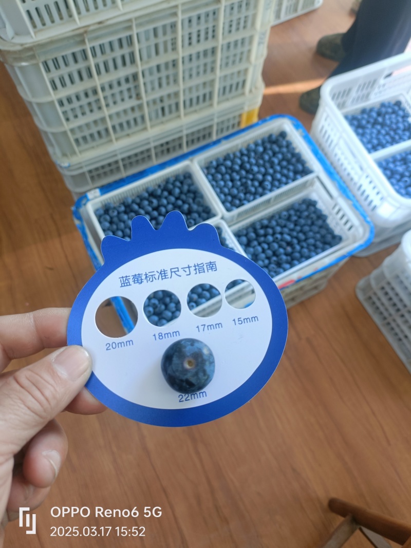 蓝莓