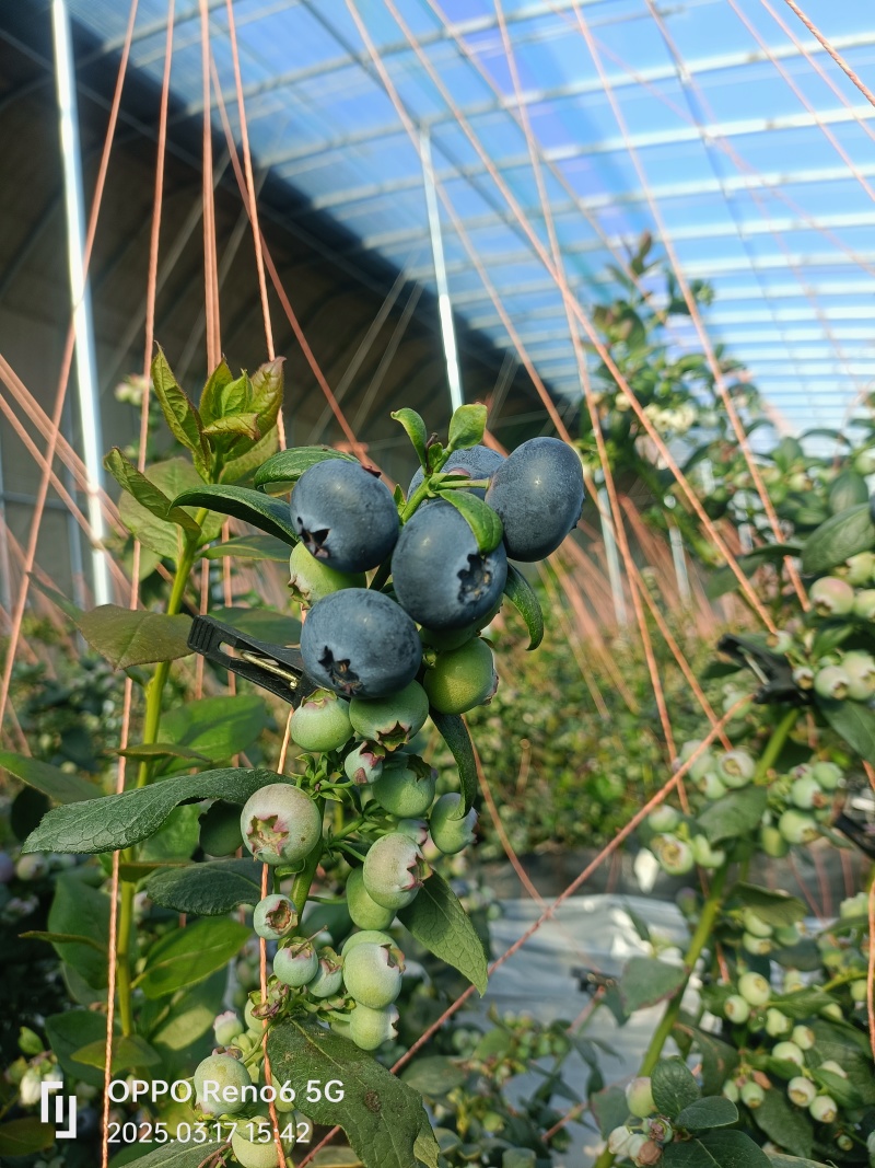 蓝莓