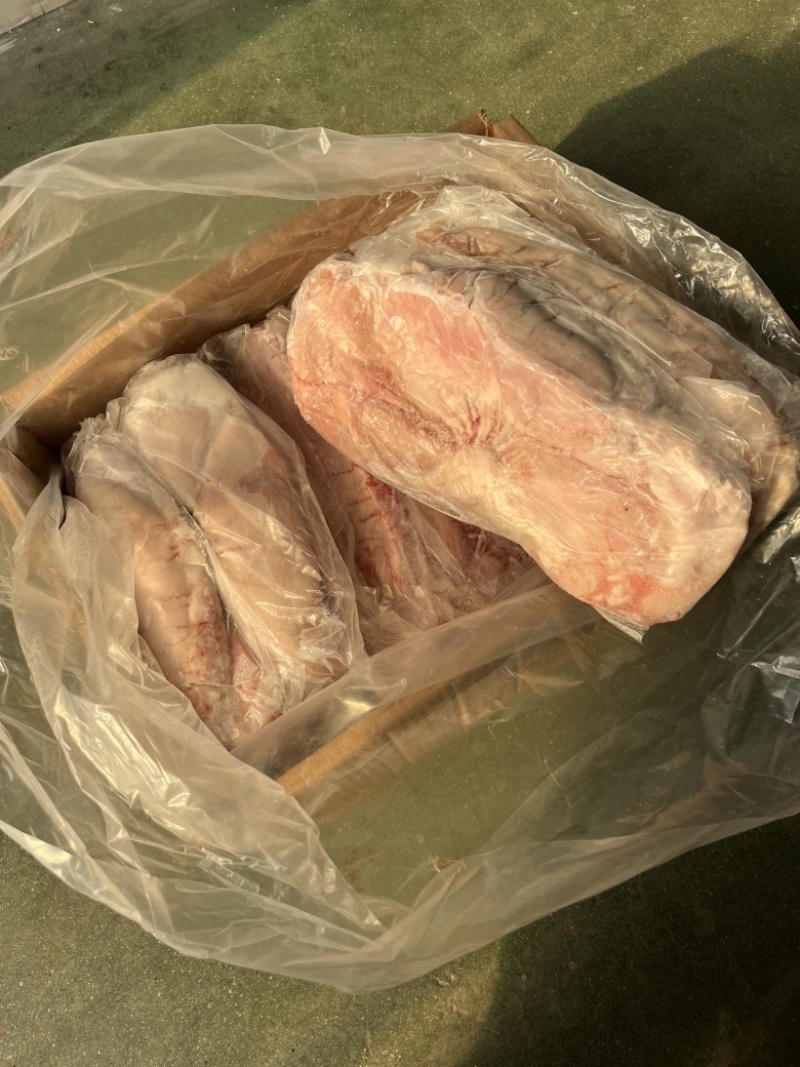 纯干母猪白面大肚