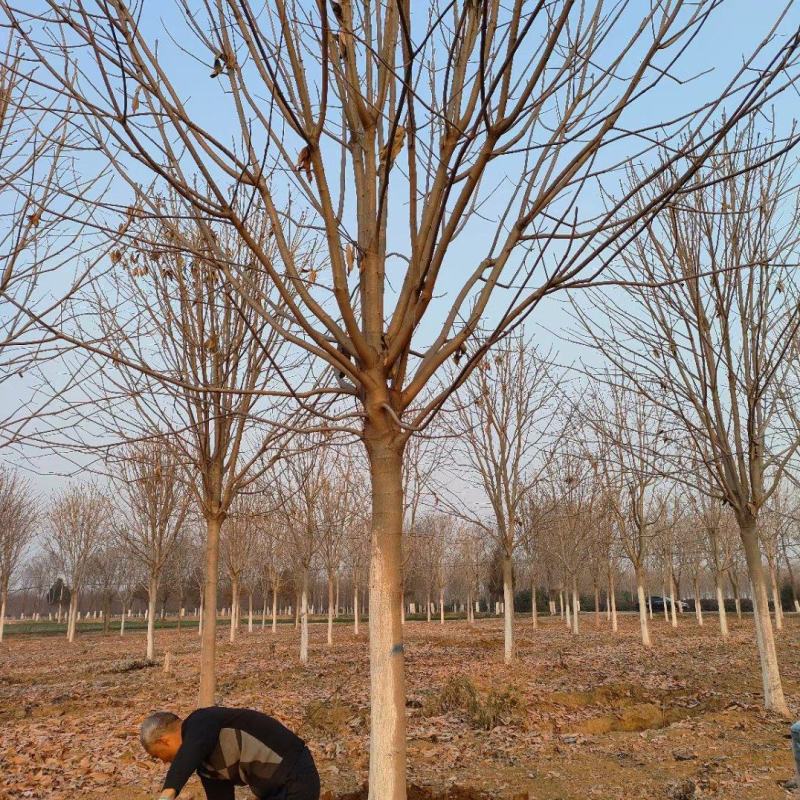 大量出售七叶树，陕西西安七叶树基地