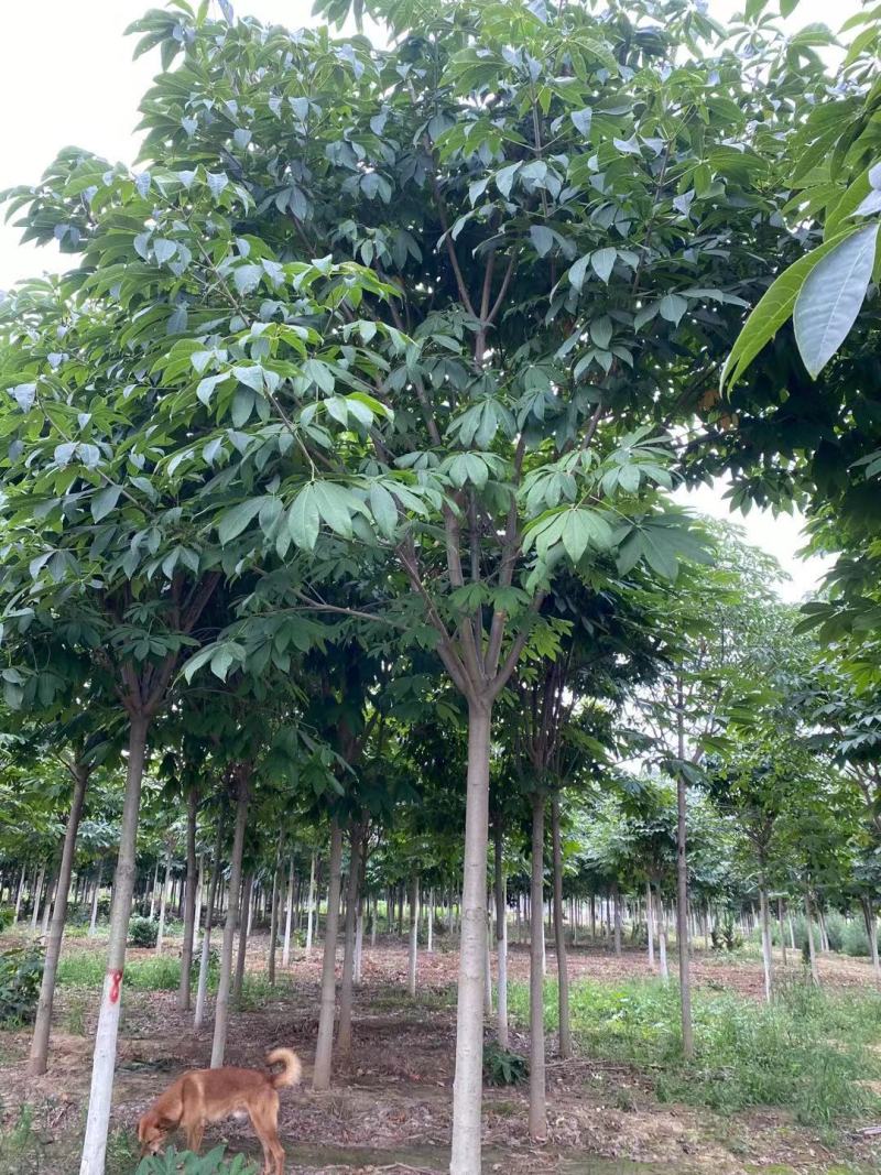 大量出售七叶树，陕西西安七叶树基地