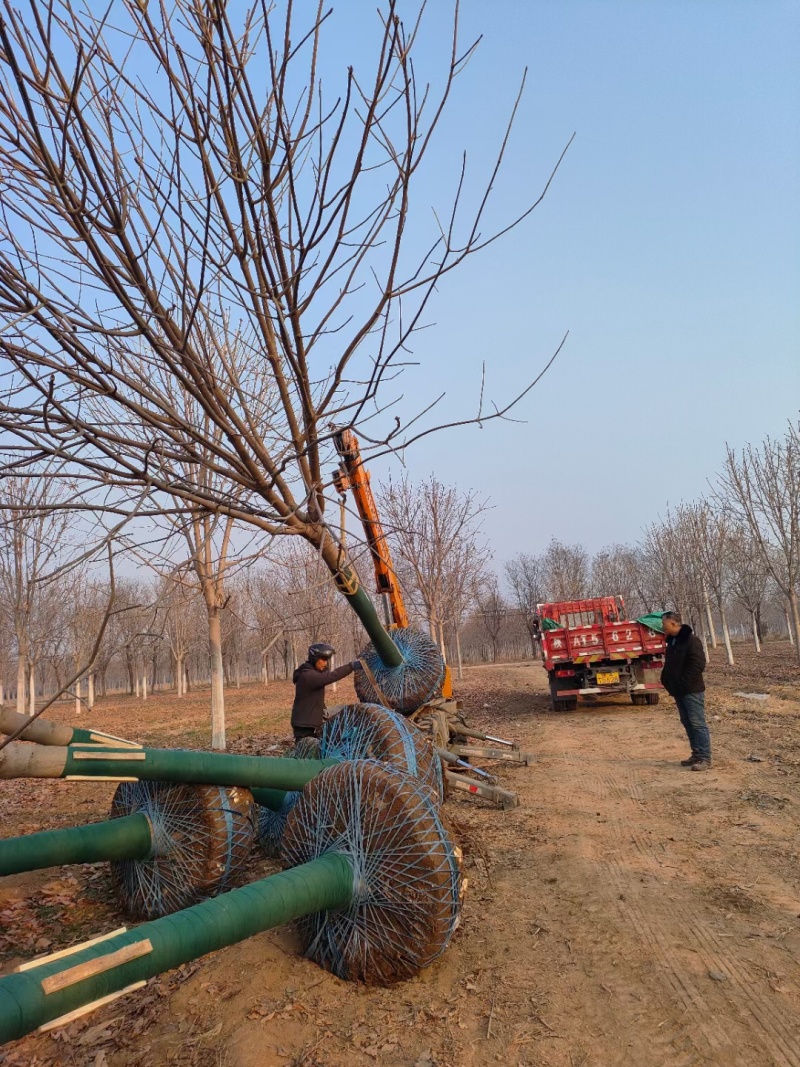 大量出售七叶树，陕西西安七叶树基地