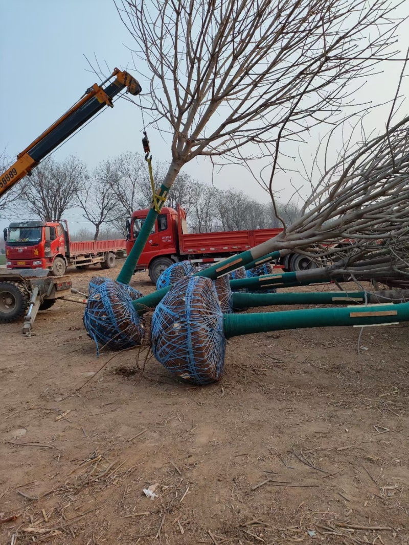 大量出售七叶树，陕西西安七叶树基地