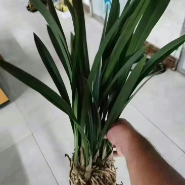 裸根墨兰