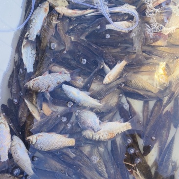 鲫鱼1-6两