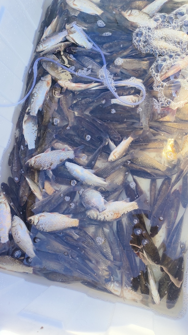 鲫鱼1-6两