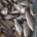 鲫鱼1-6两