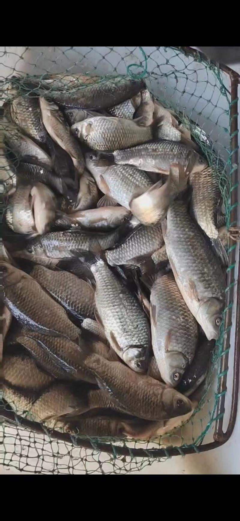 鲫鱼1-6两