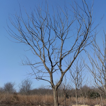 精品小叶朴树基地直发品质保证量大从优一手货源欢迎联系
