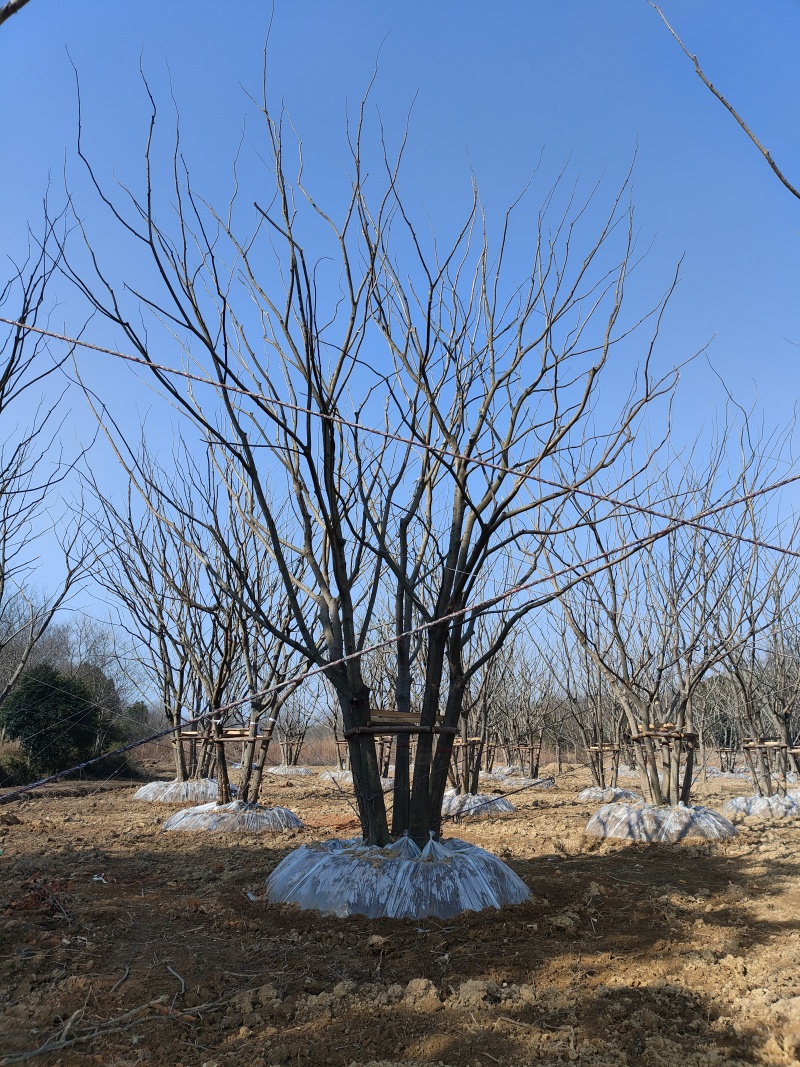 精品小叶朴树基地直发品质保证量大从优一手货源欢迎联系