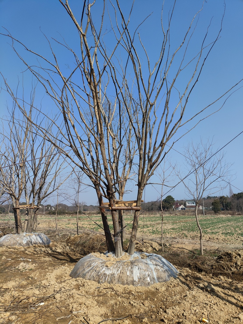 精品小叶朴树基地直发品质保证量大从优一手货源欢迎联系