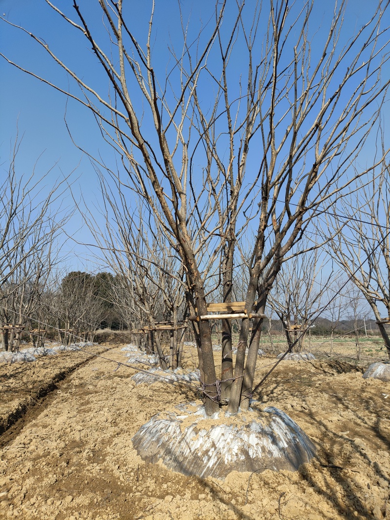 精品小叶朴树基地直发品质保证量大从优一手货源欢迎联系