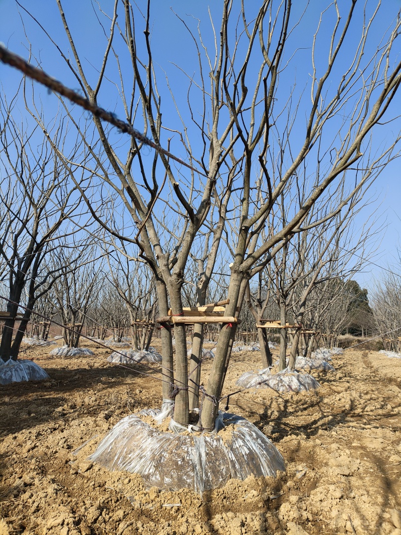 精品小叶朴树基地直发品质保证量大从优一手货源欢迎联系