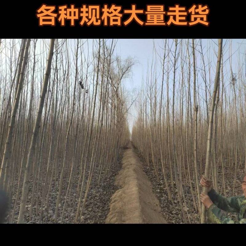 速生杨大量供货各种规格