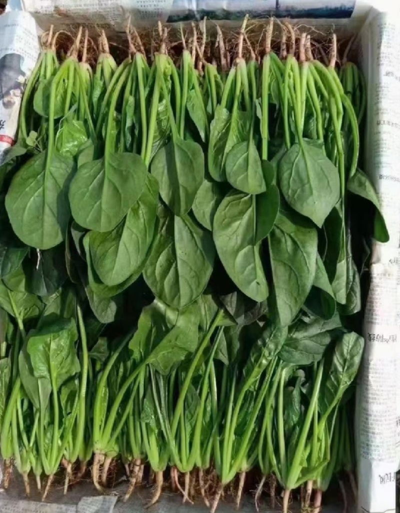 精品菠菜，产地直发，代发全国